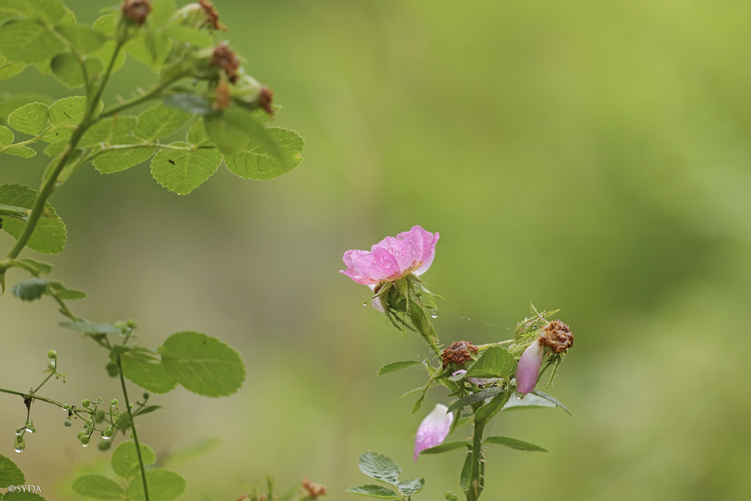 Nature Image