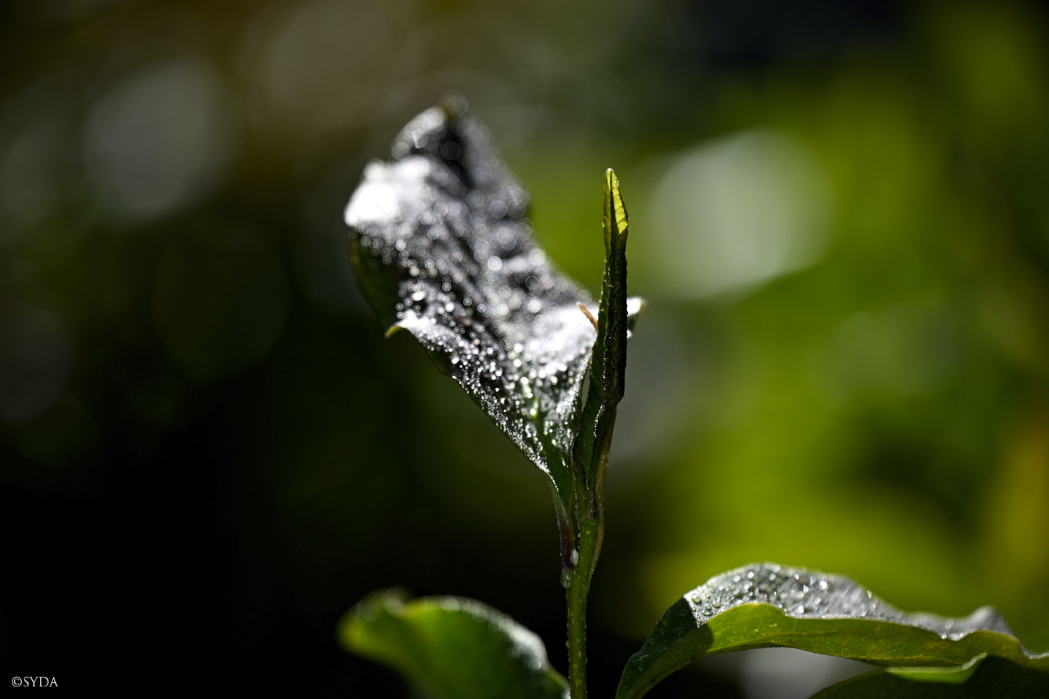 Nature Image