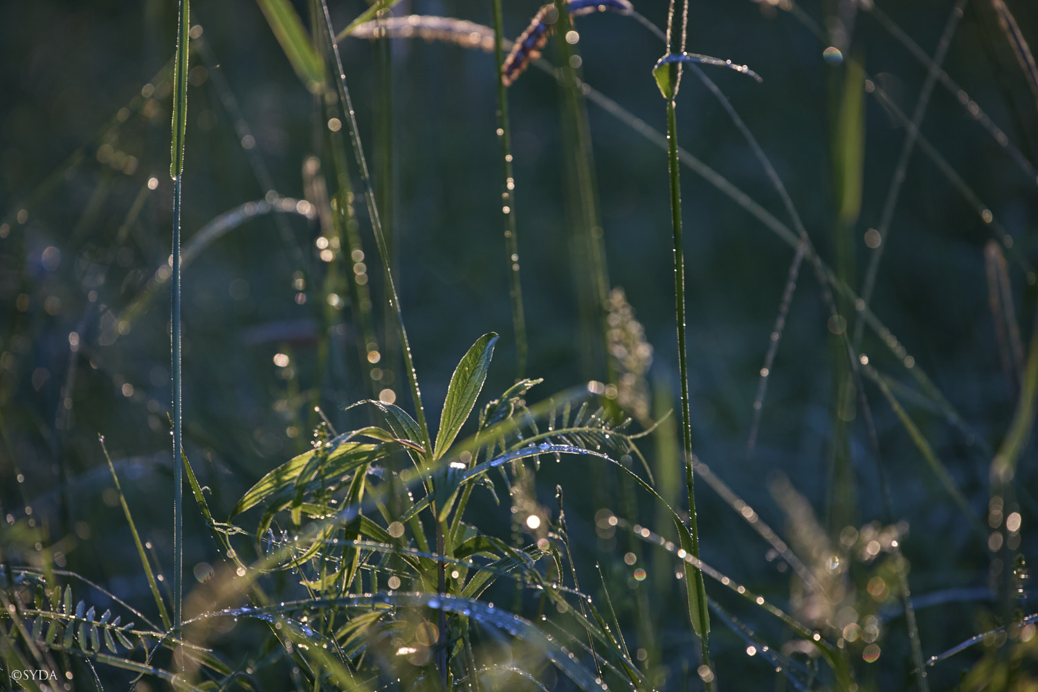 Nature Image