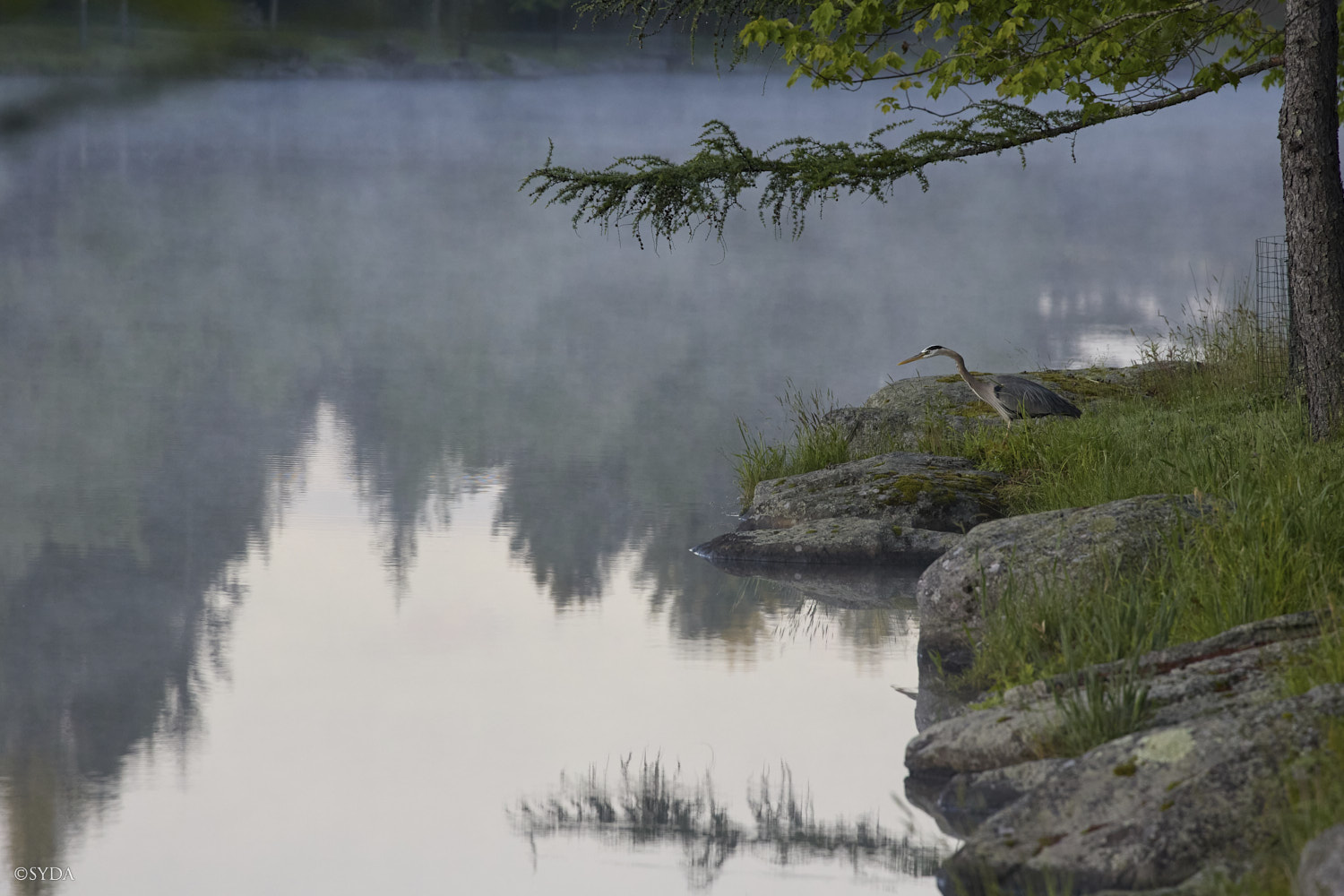 Nature Image