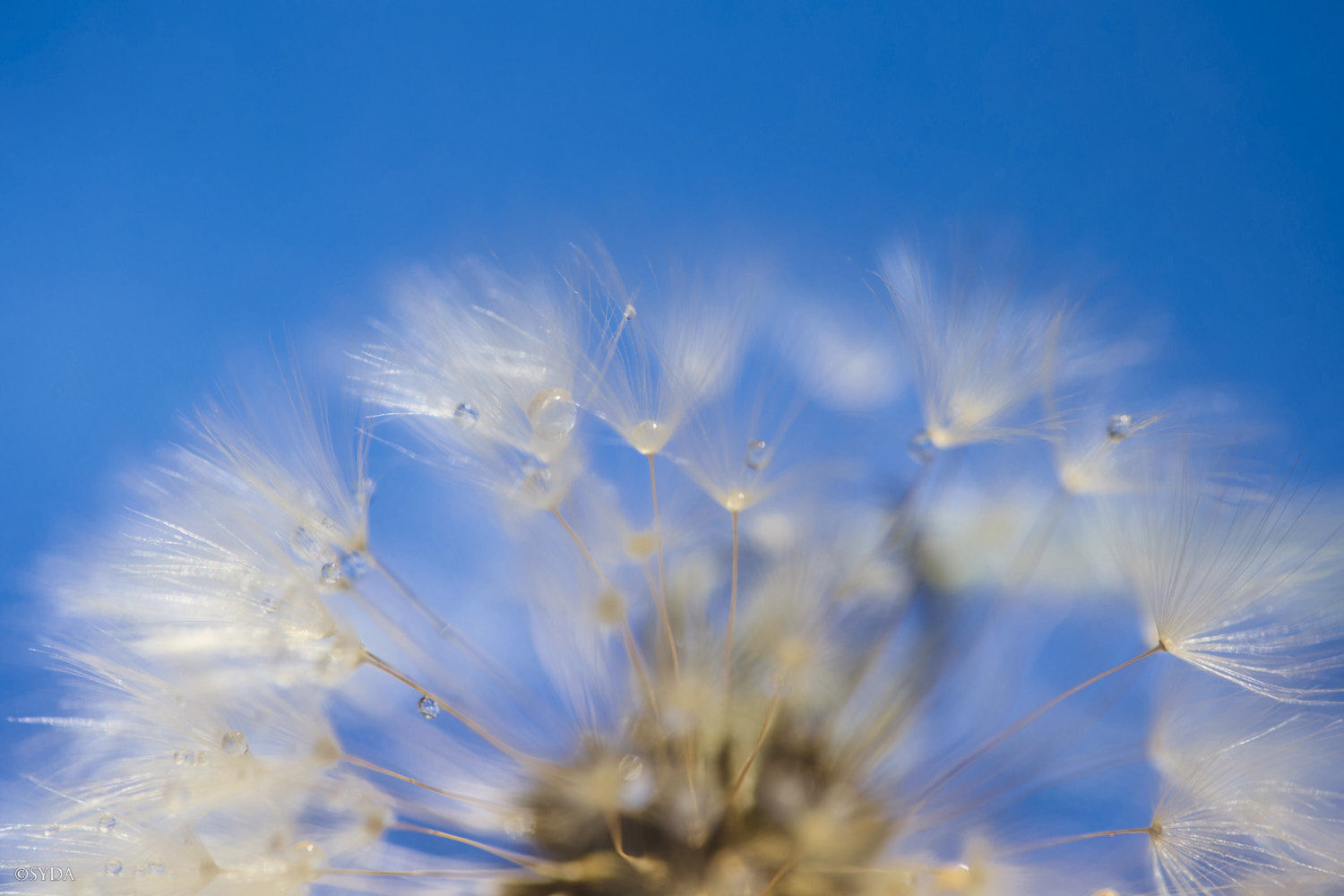 Nature Image