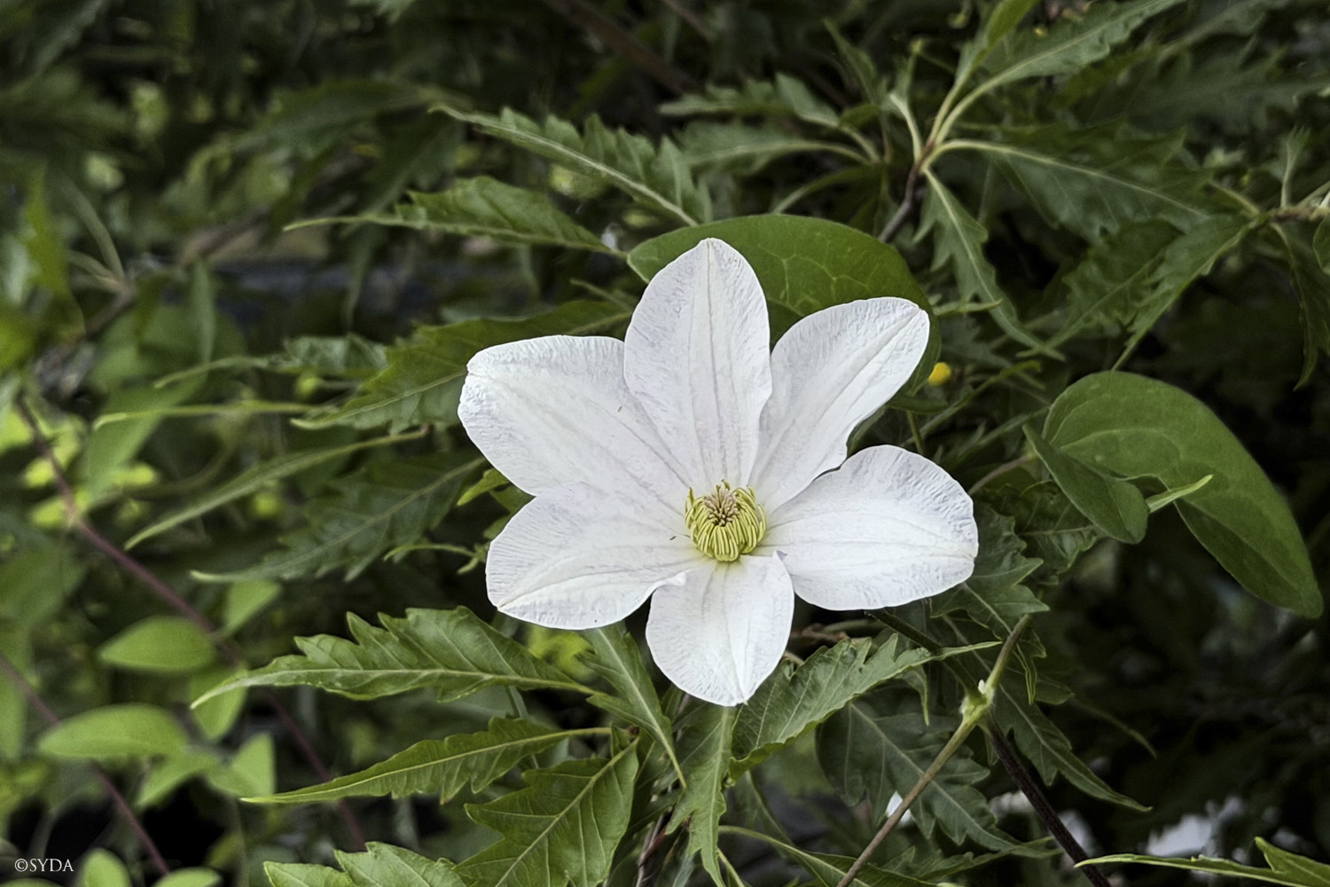 Nature Image