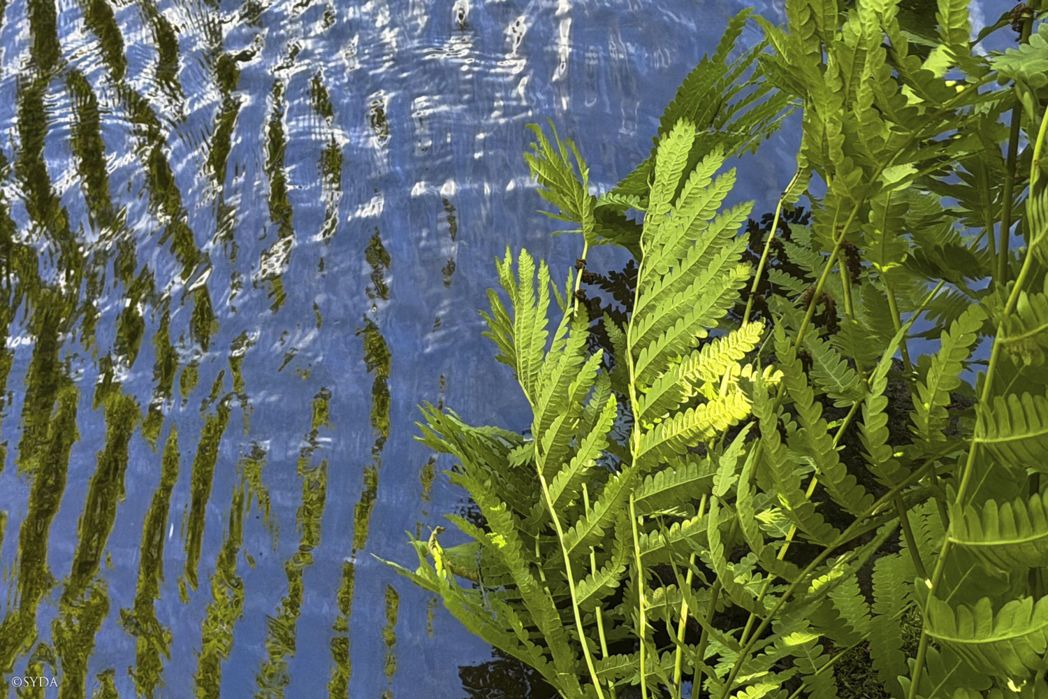 Nature Image