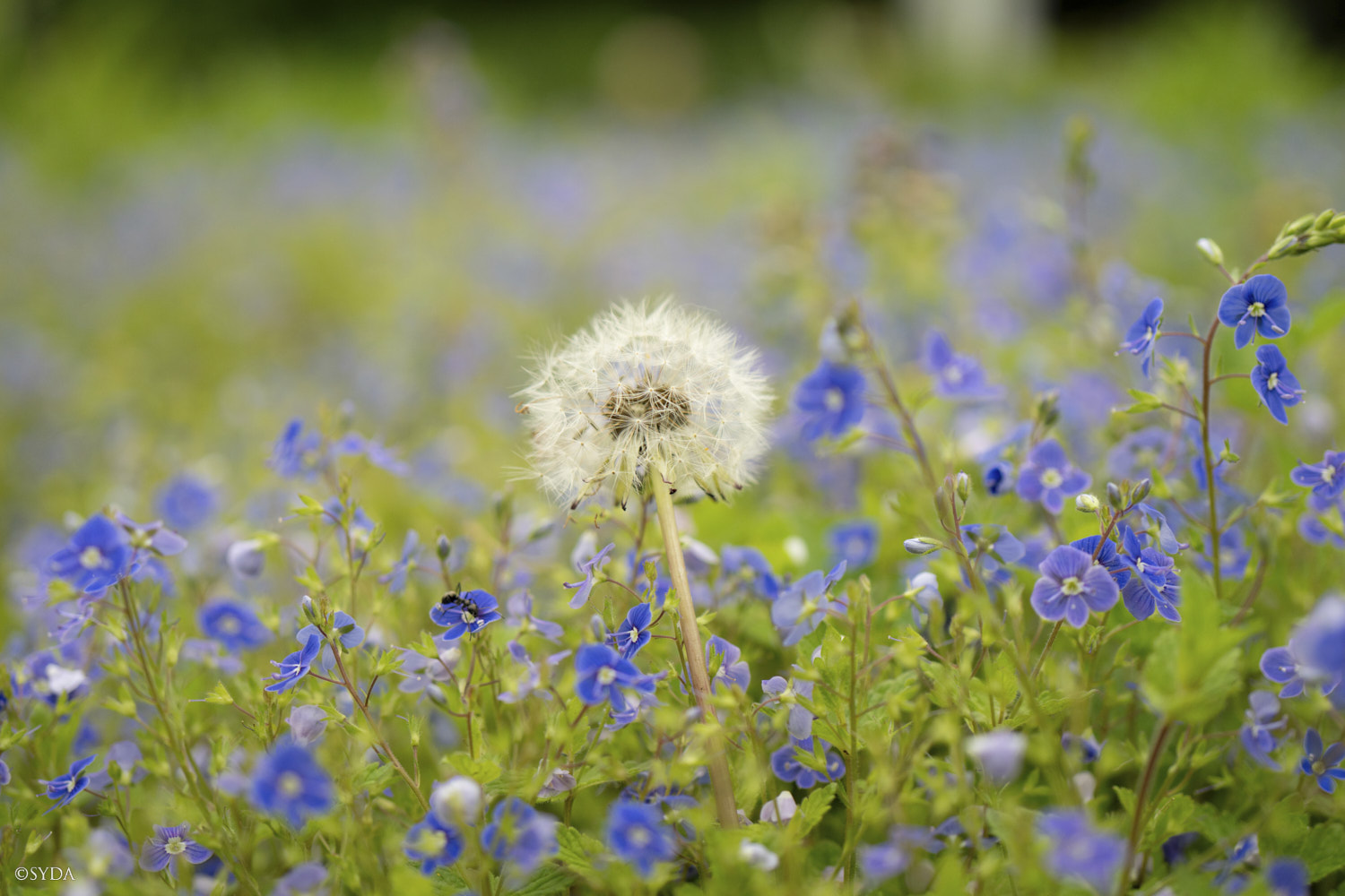 Nature Image