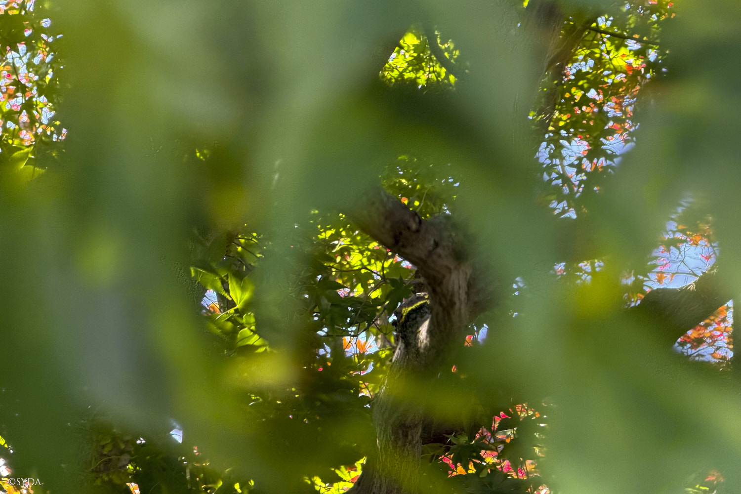 Nature Image