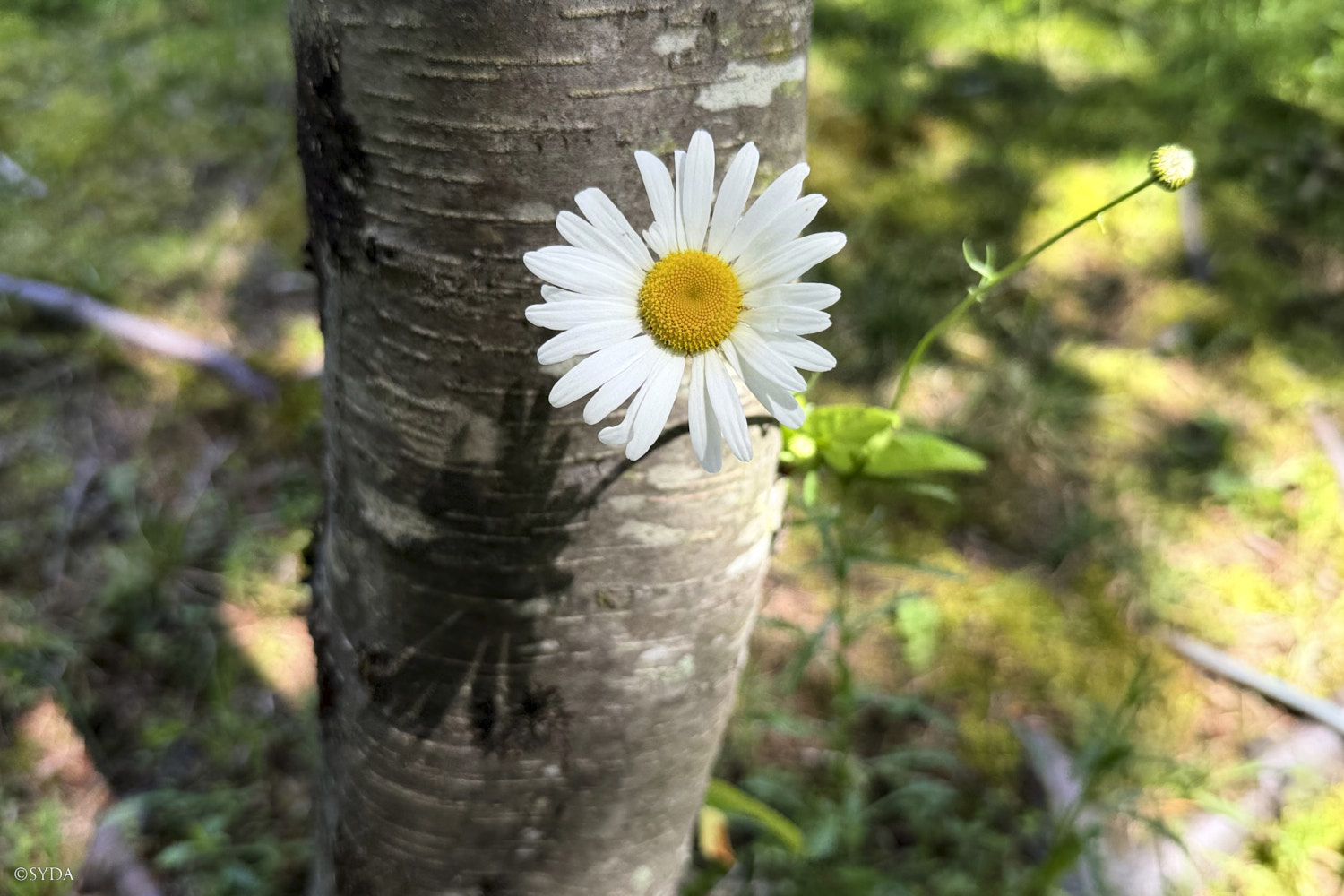 Nature Image