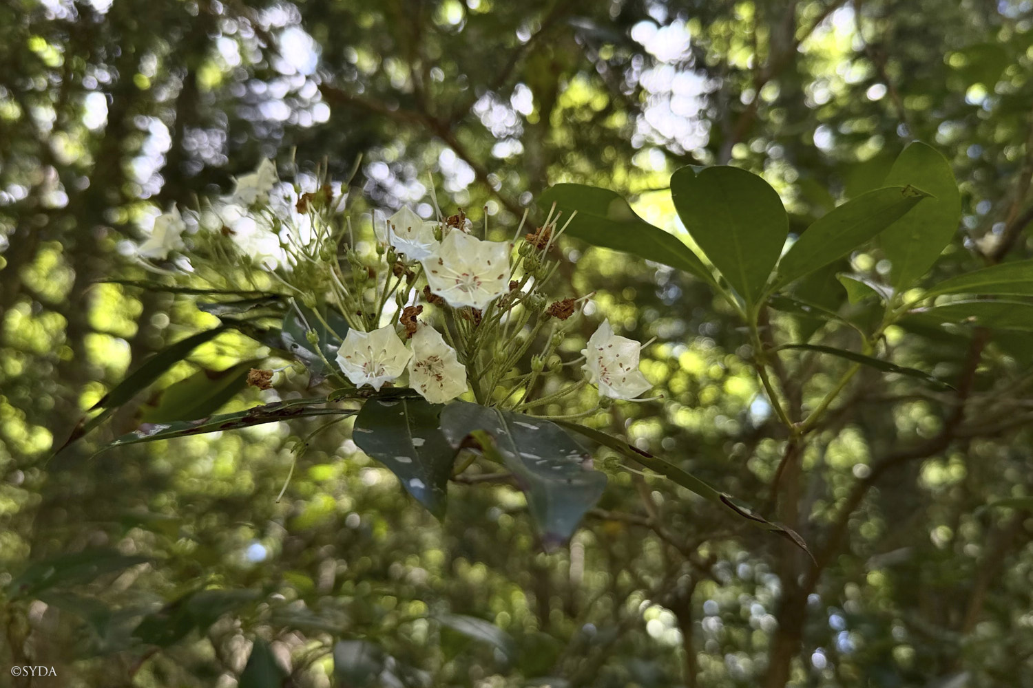 Nature Image