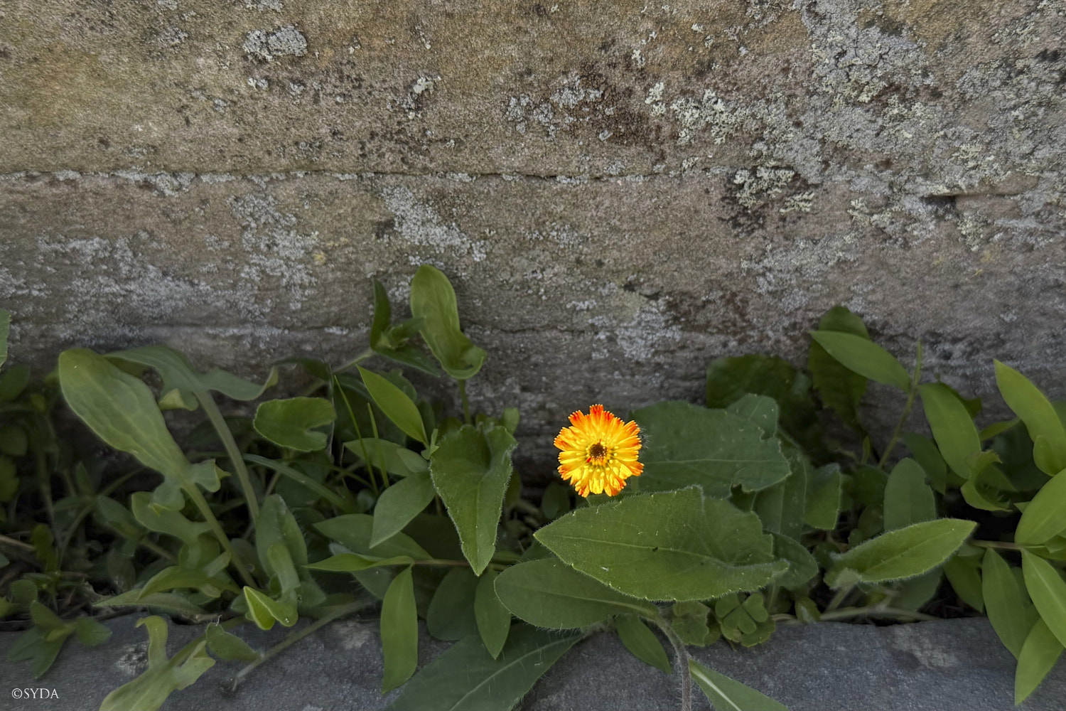 Nature Image