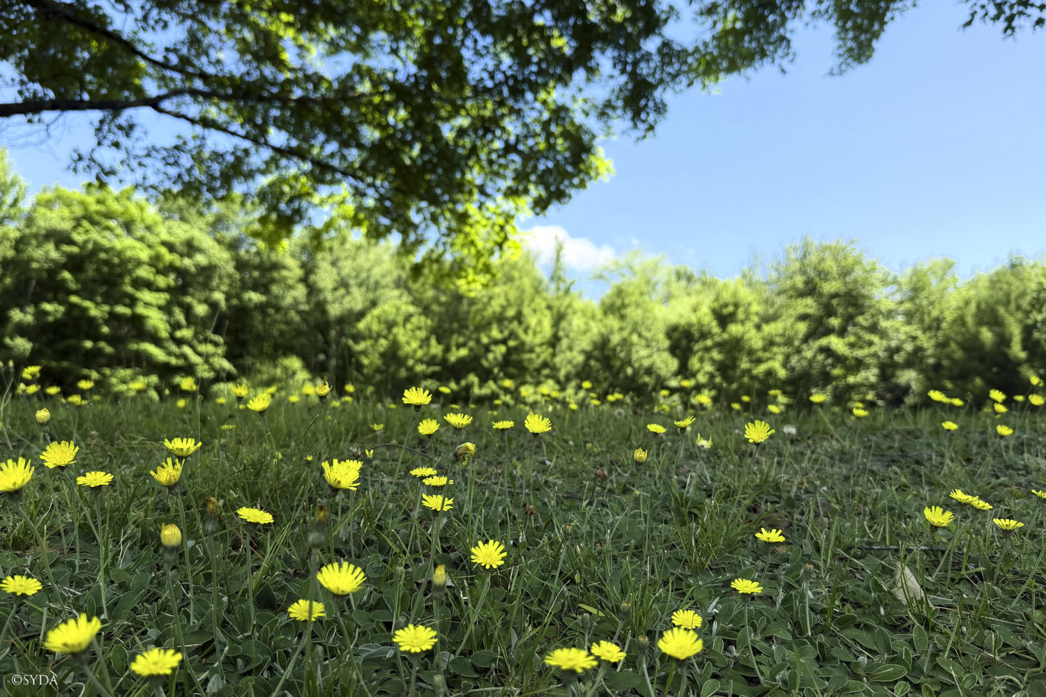 Nature Image