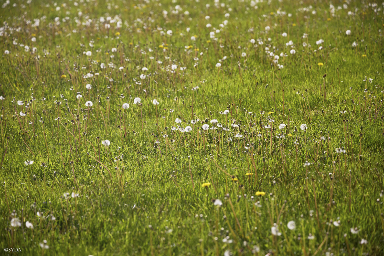 Nature Image