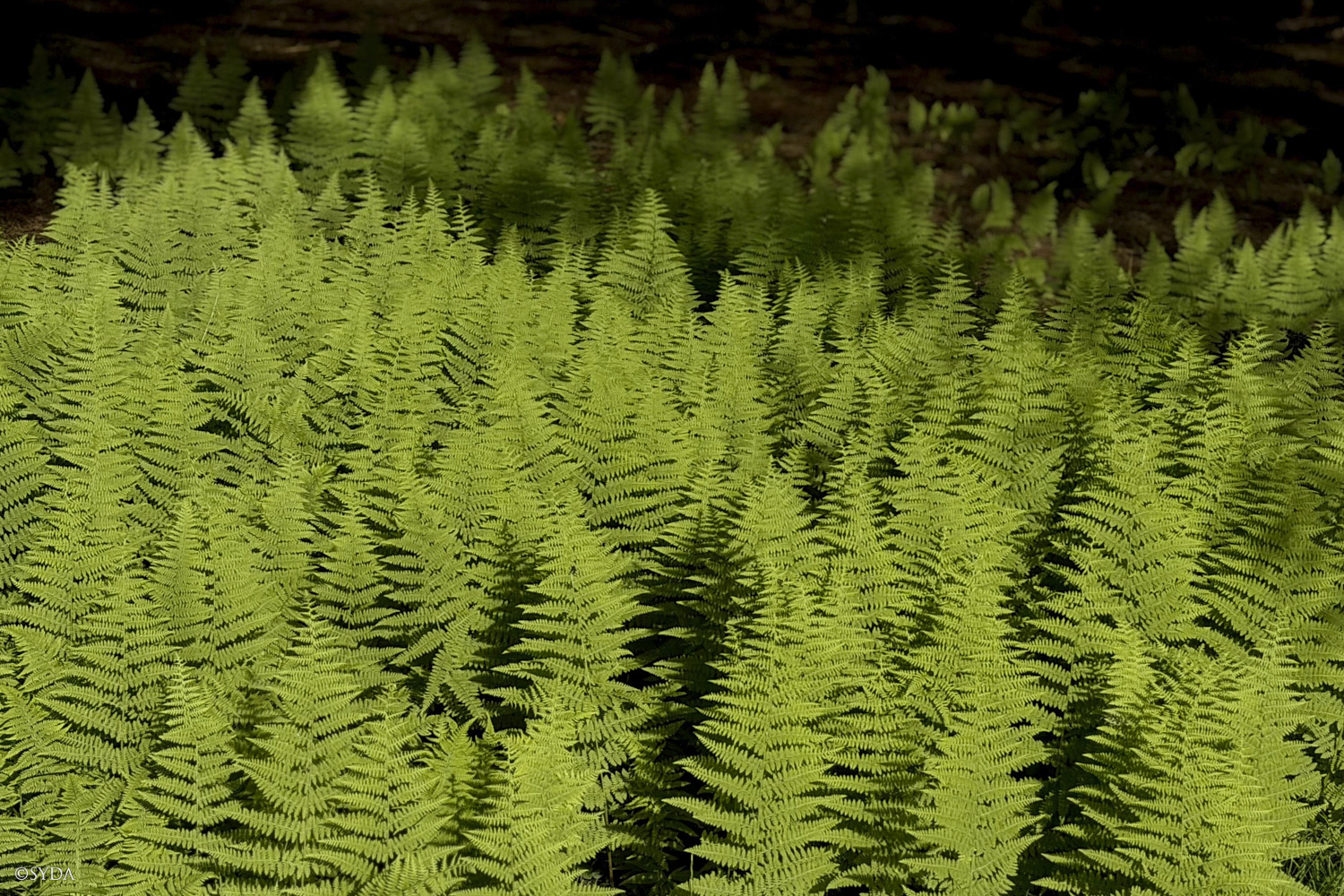 Nature Image
