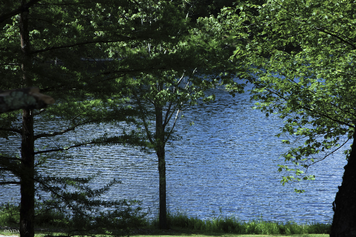 Nature Image