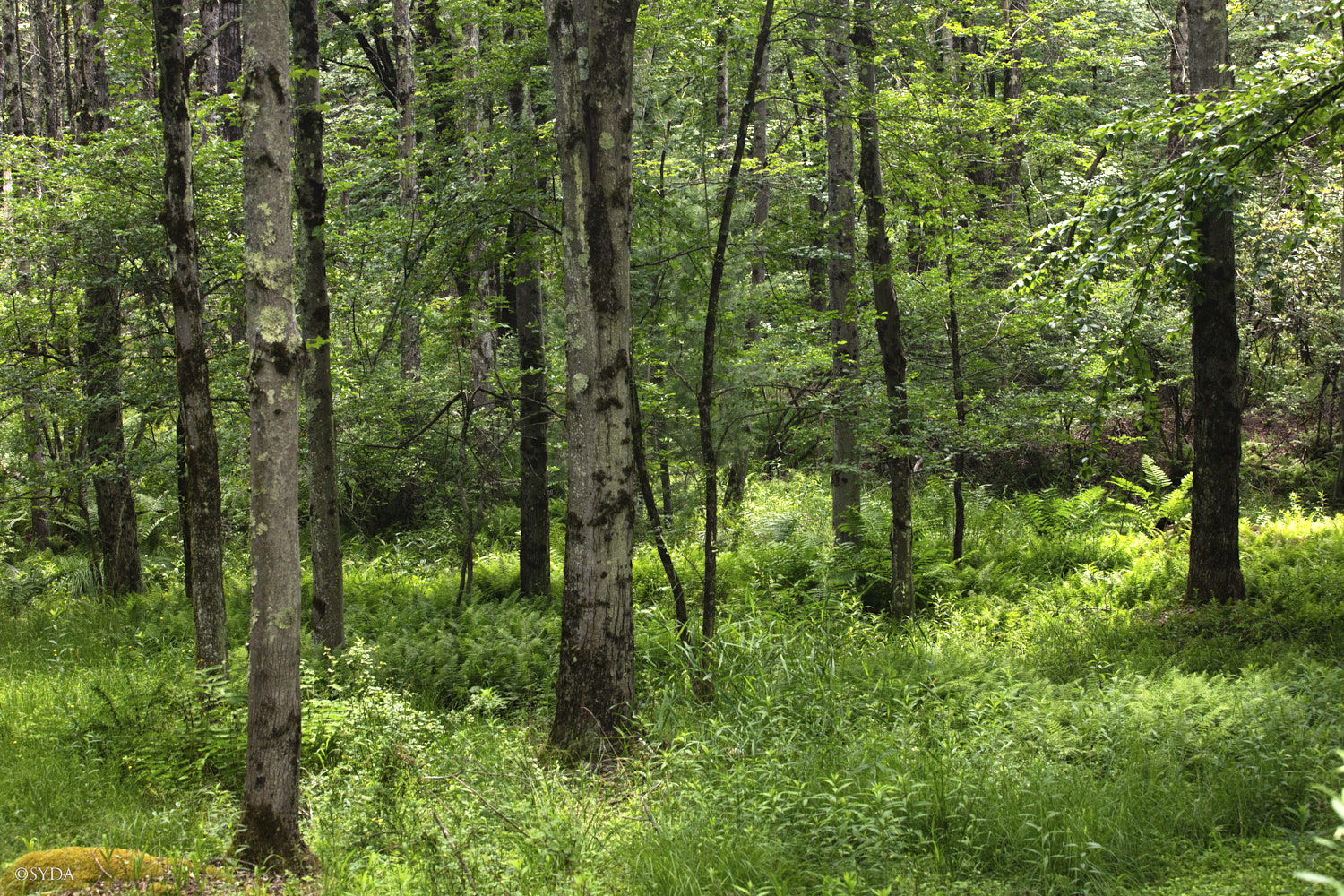 Nature Image