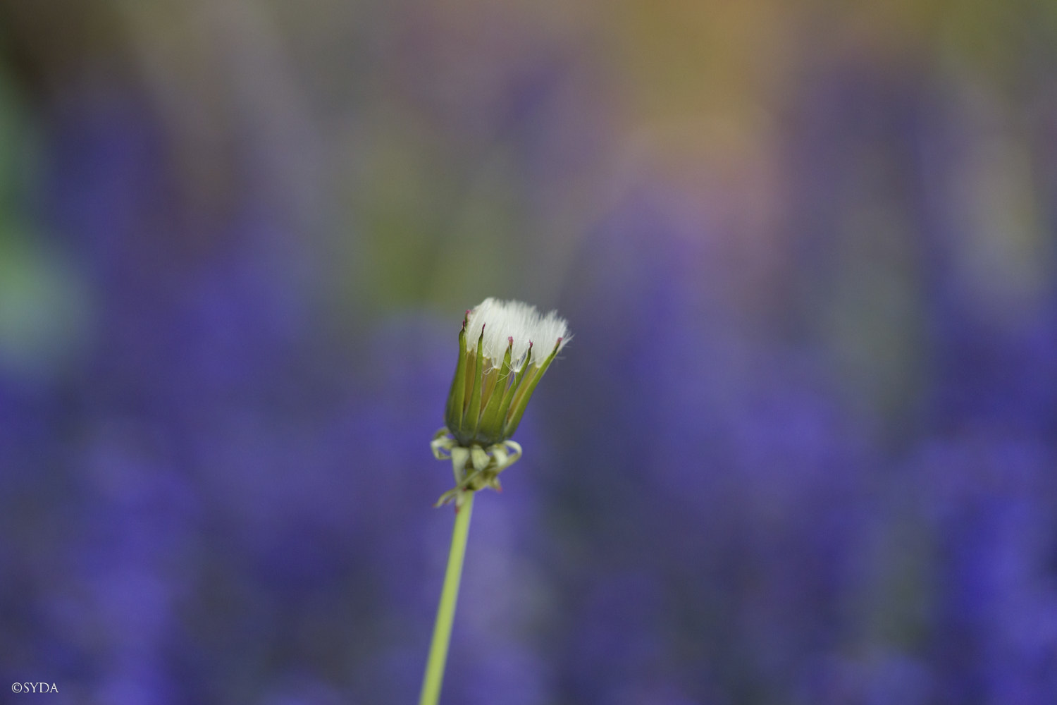 Nature Image