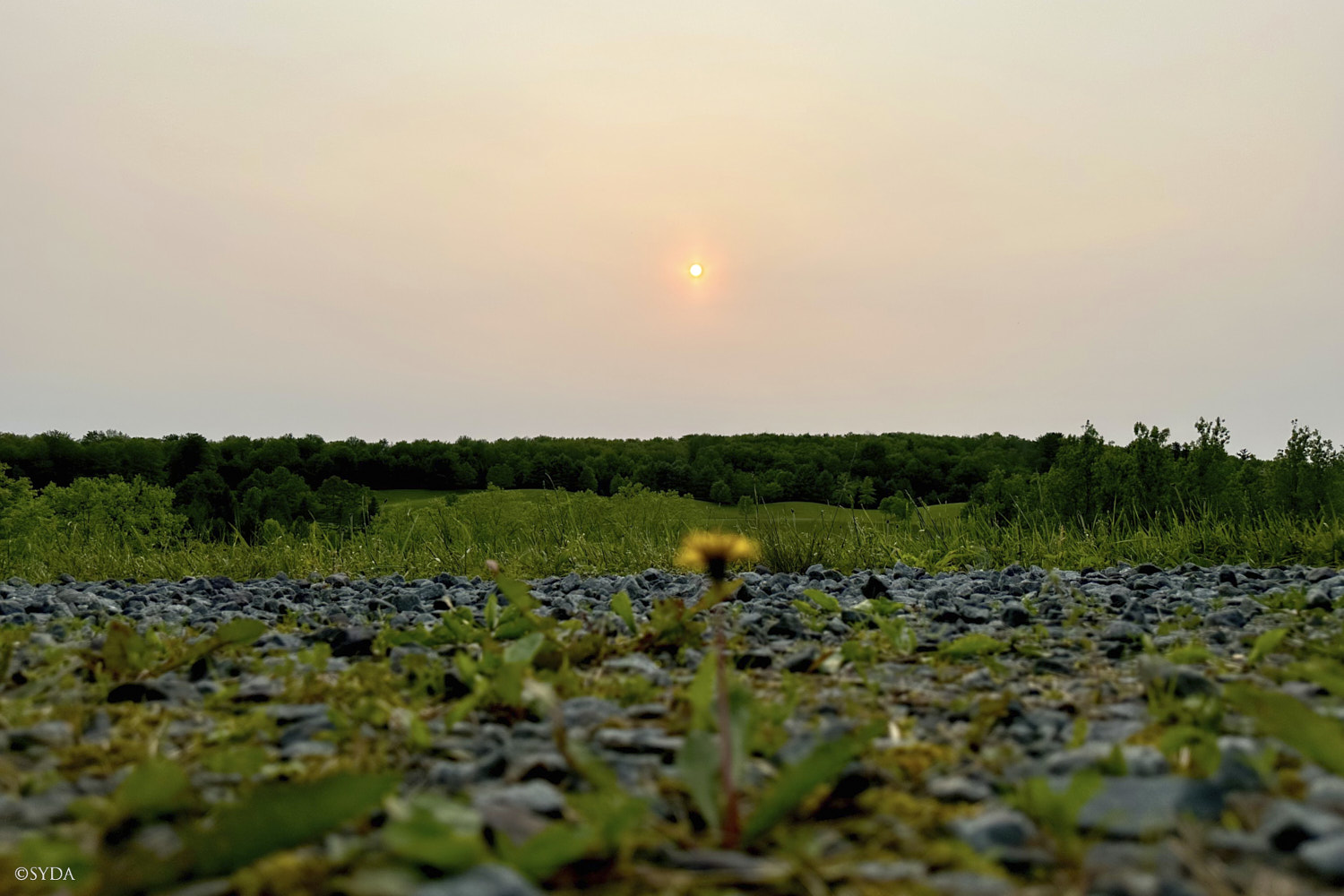 Nature Image