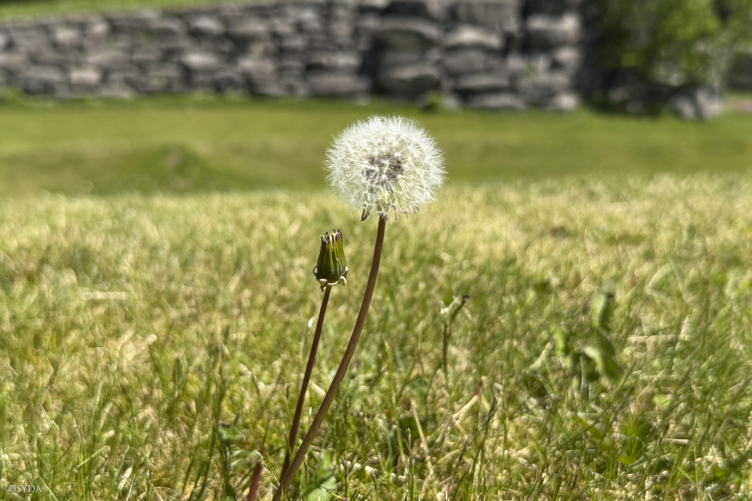 Nature Image