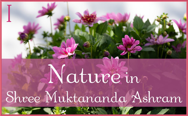 Nature Gallery I in July in Shree Muktananda Ashram