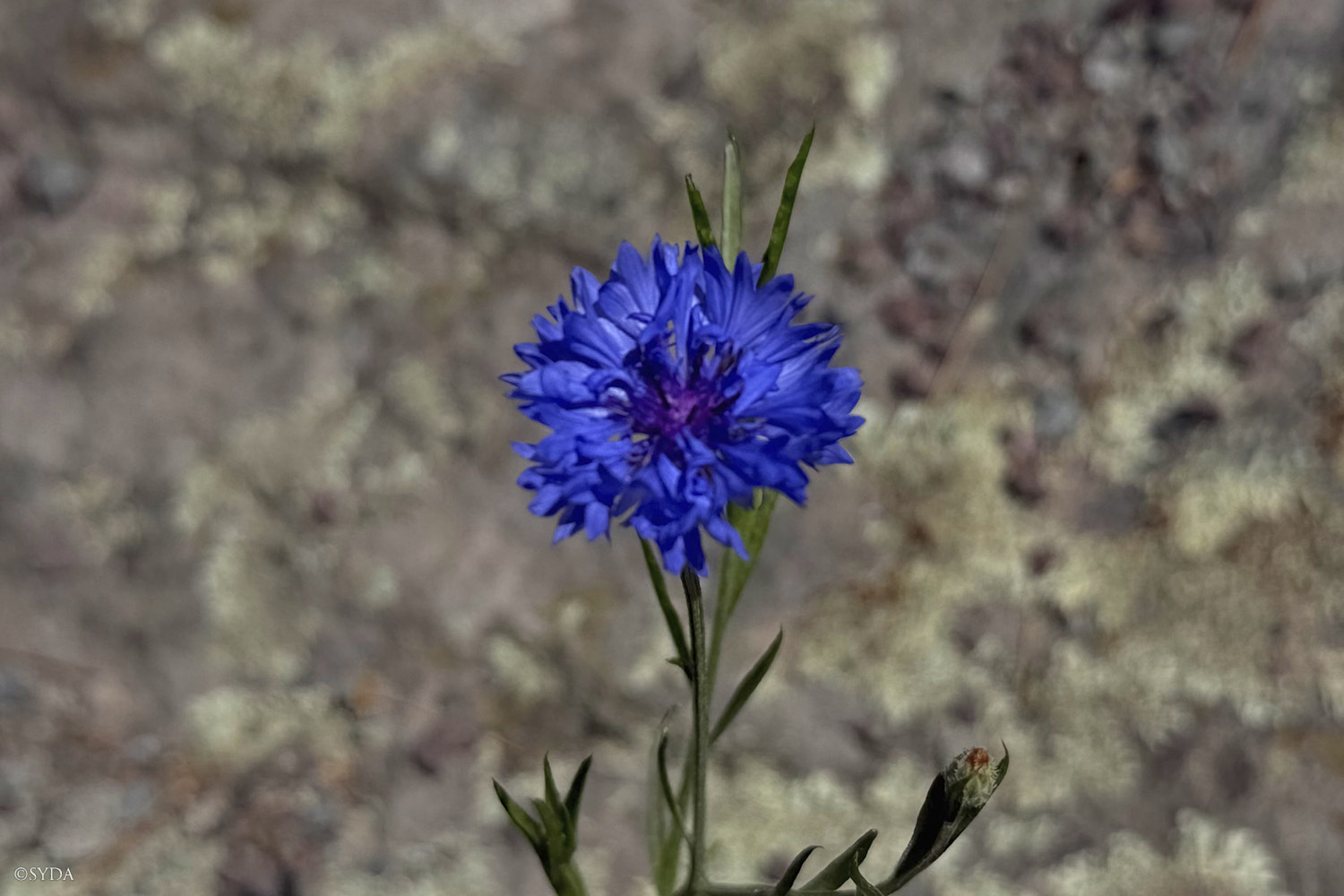 Nature Image
