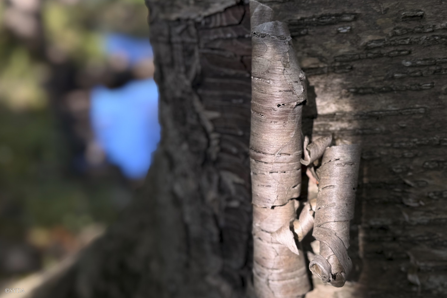 Nature Image