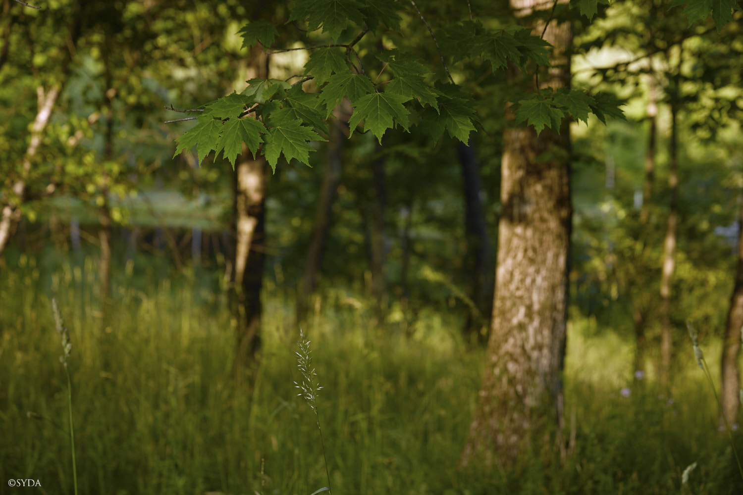 Nature Image