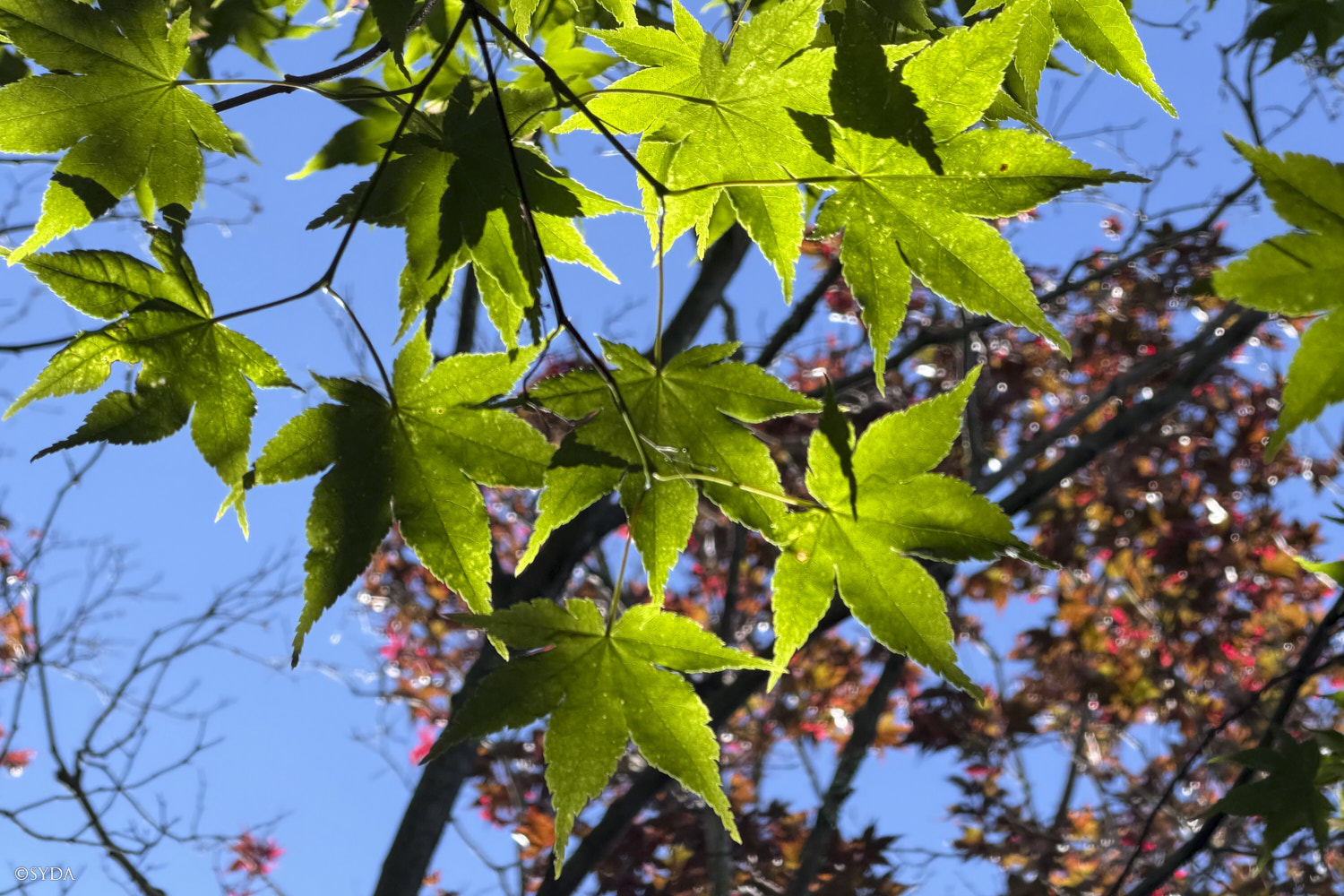 Nature Image