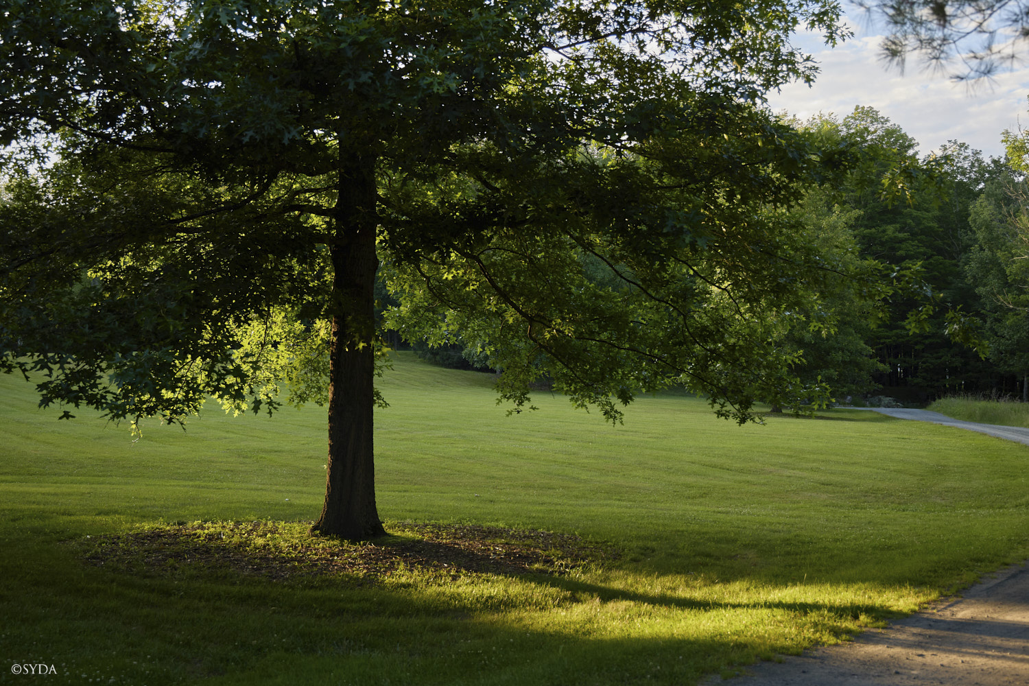 Nature Image