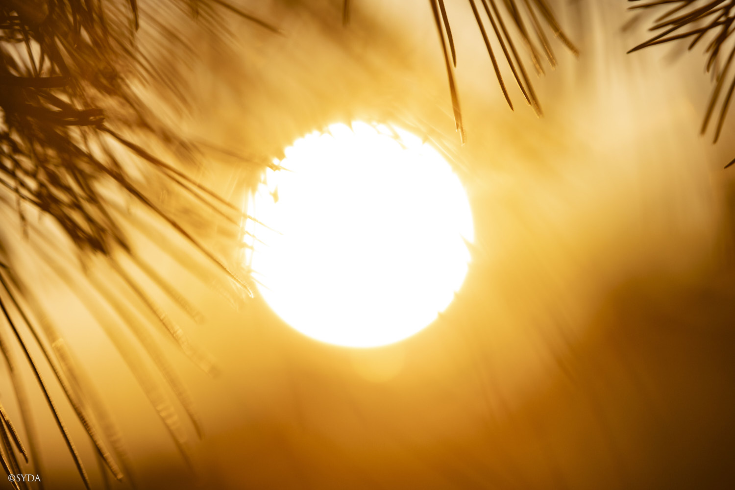 Nature Image