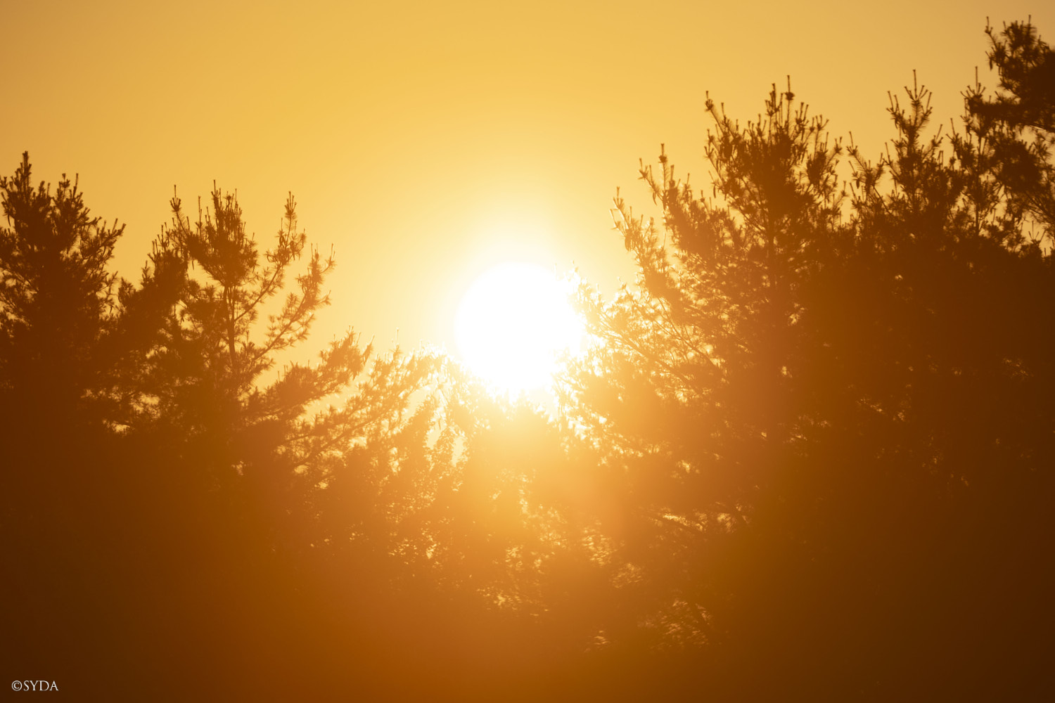 Nature Image