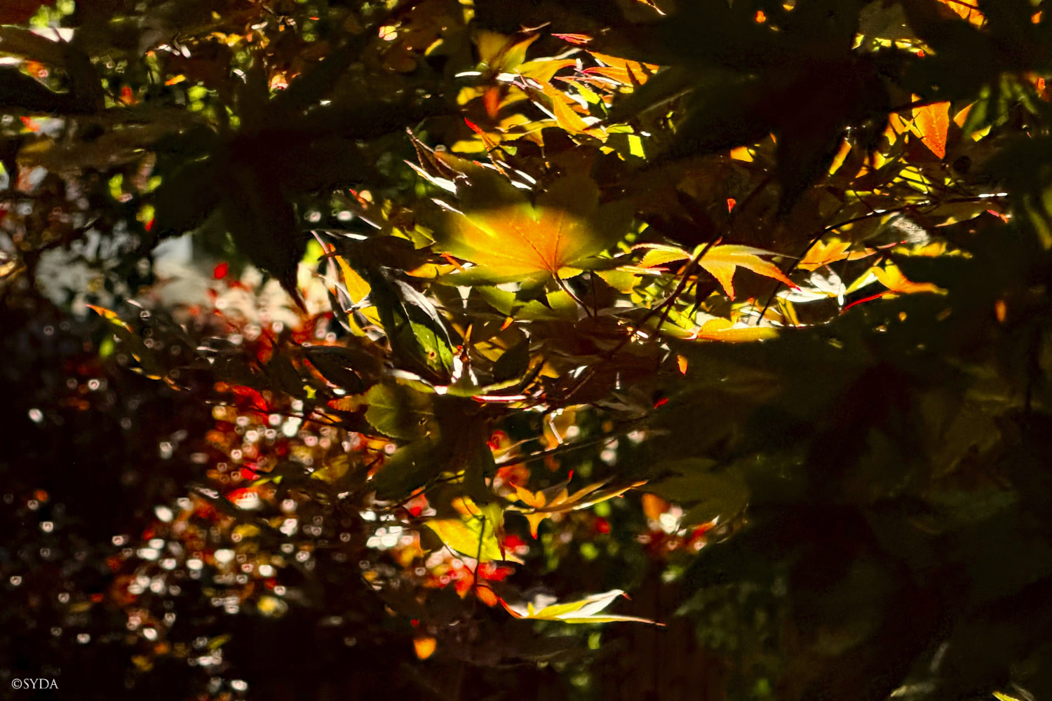 Nature Image