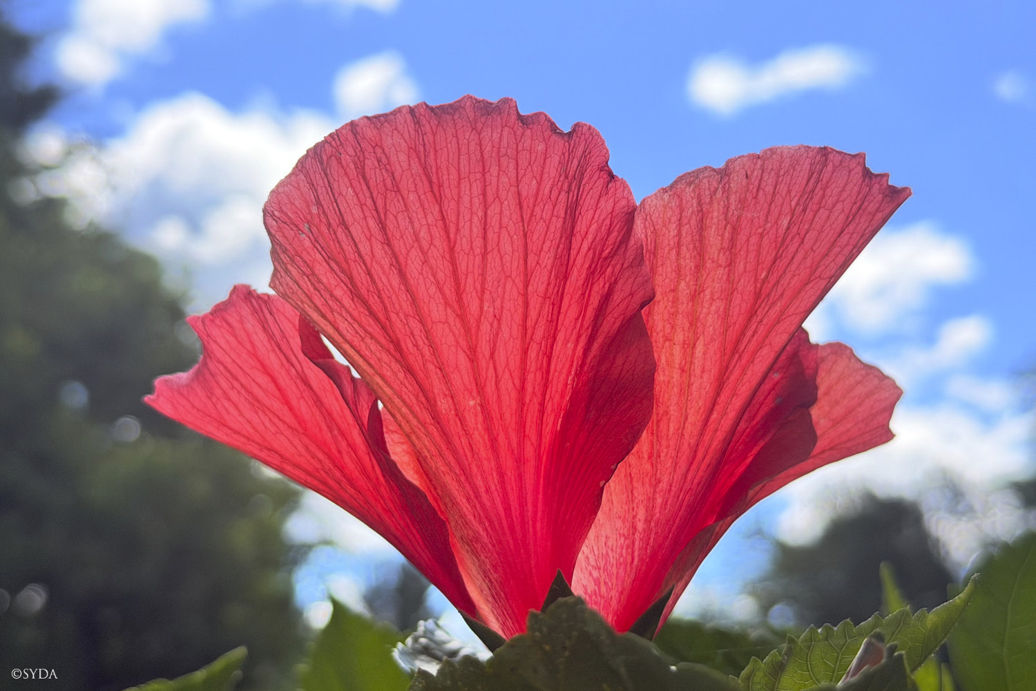 Nature Image