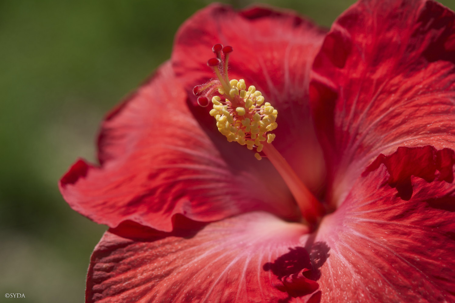 Nature Image
