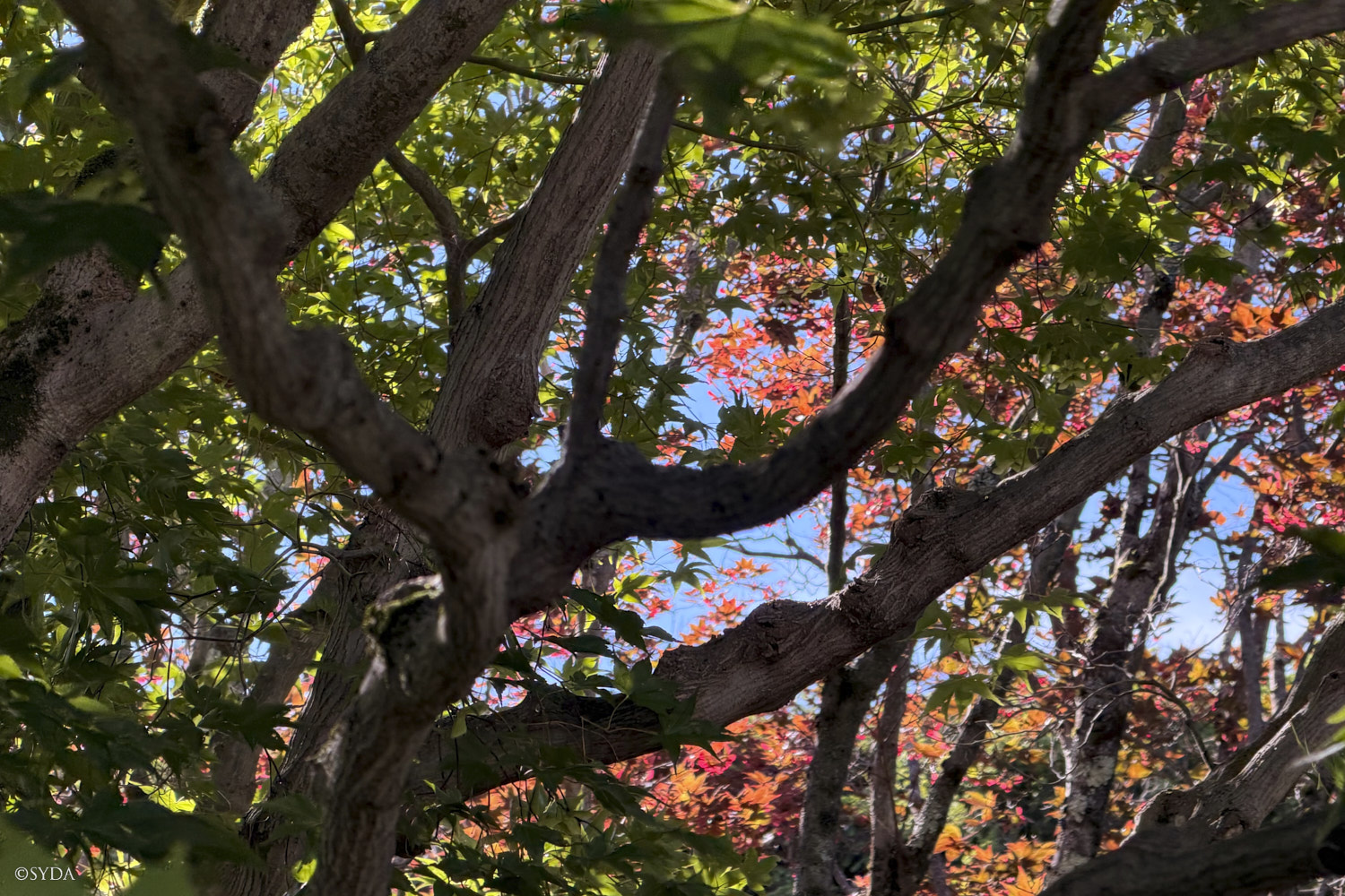 Nature Image