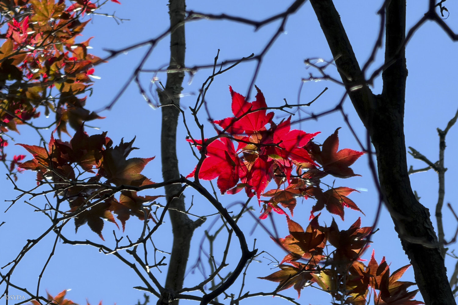 Nature Image