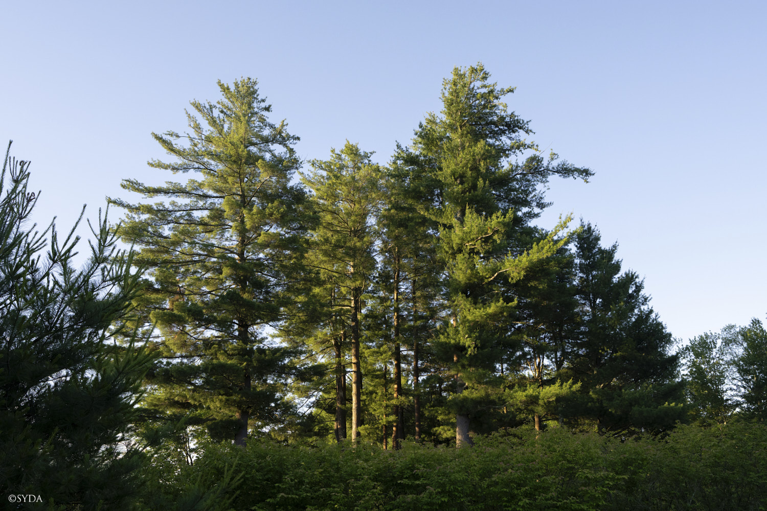 Nature Image