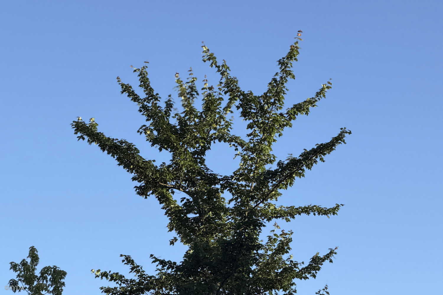 Nature Image