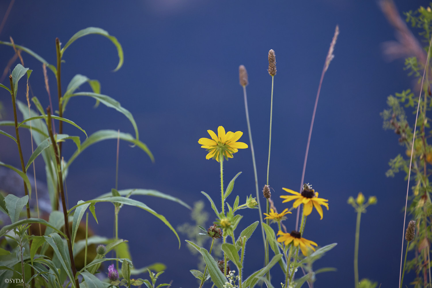 Nature Image