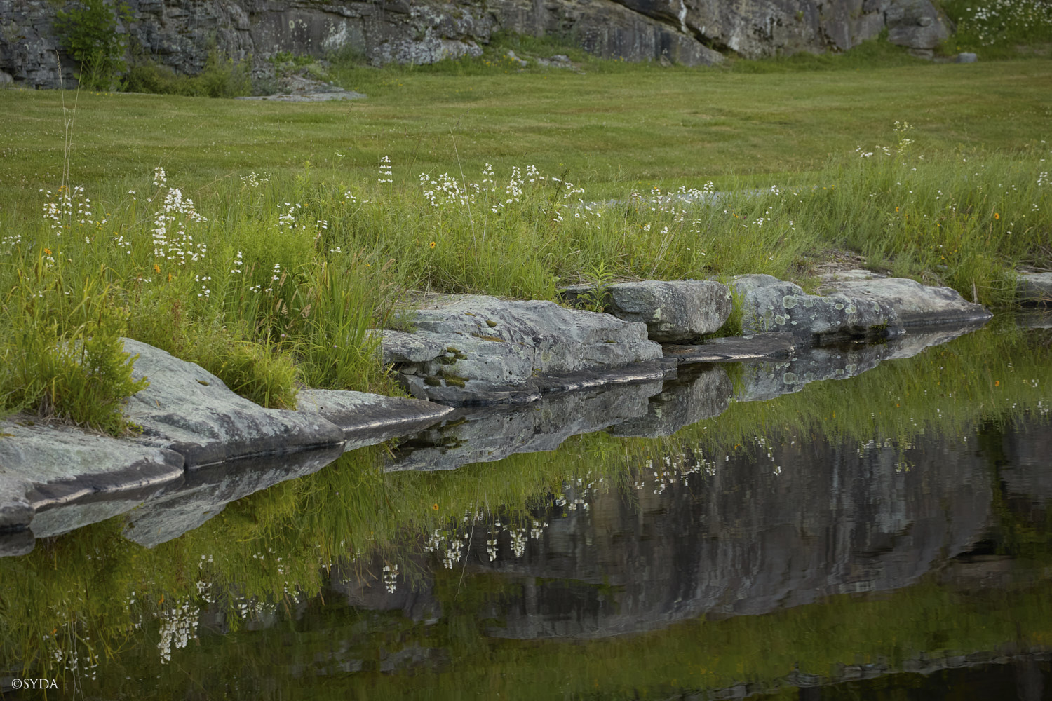Nature Image