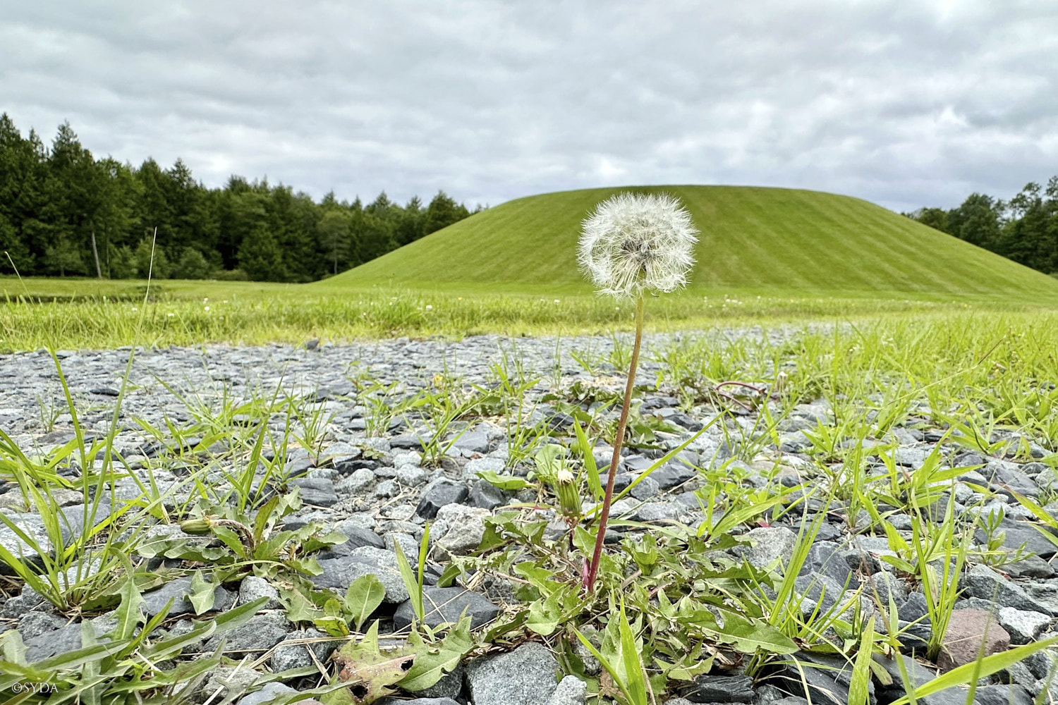 Nature Image