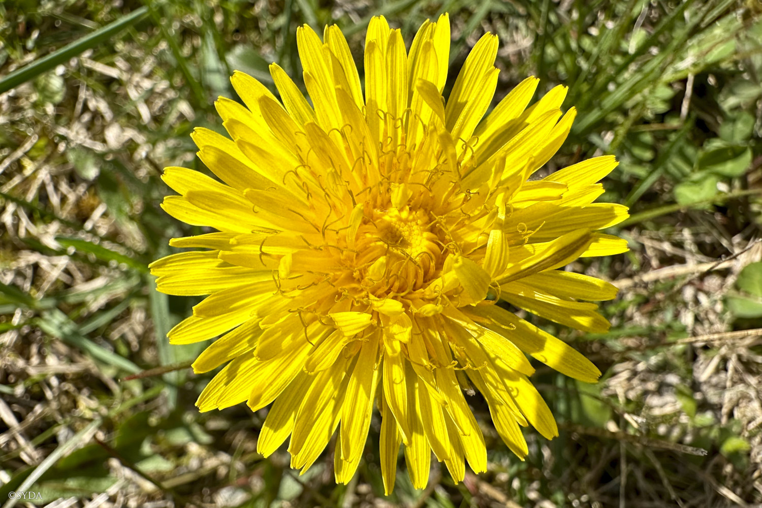 Nature Image