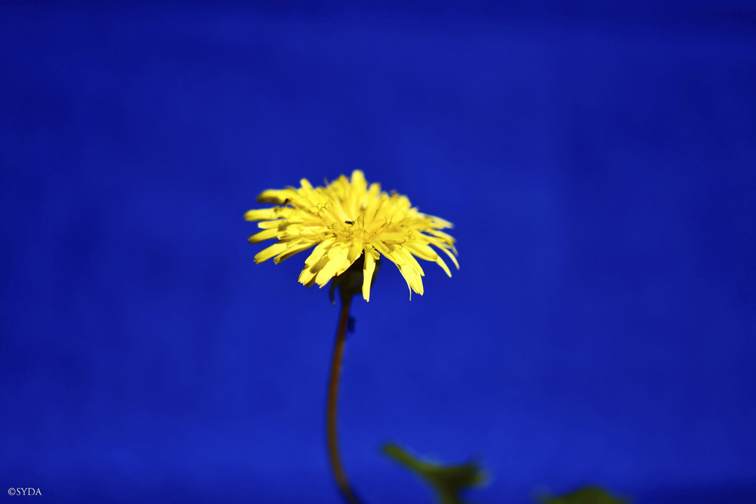 Nature Image