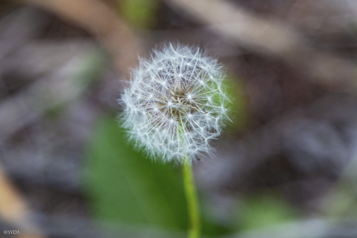 Nature Image