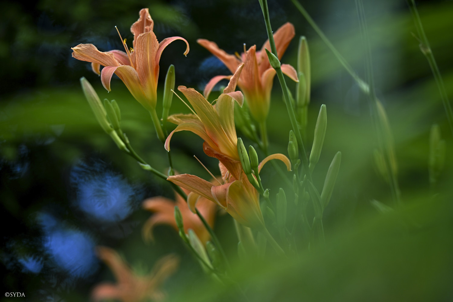 Nature Image