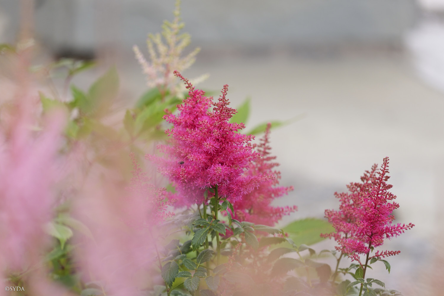 Nature Image