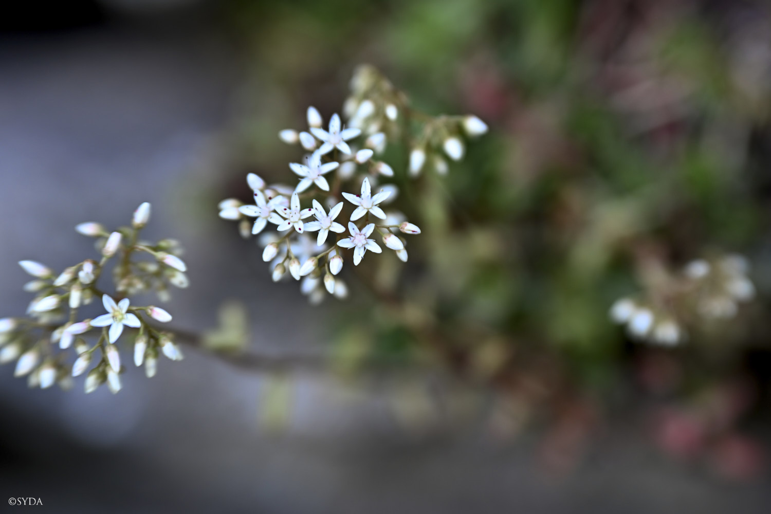 Nature Image