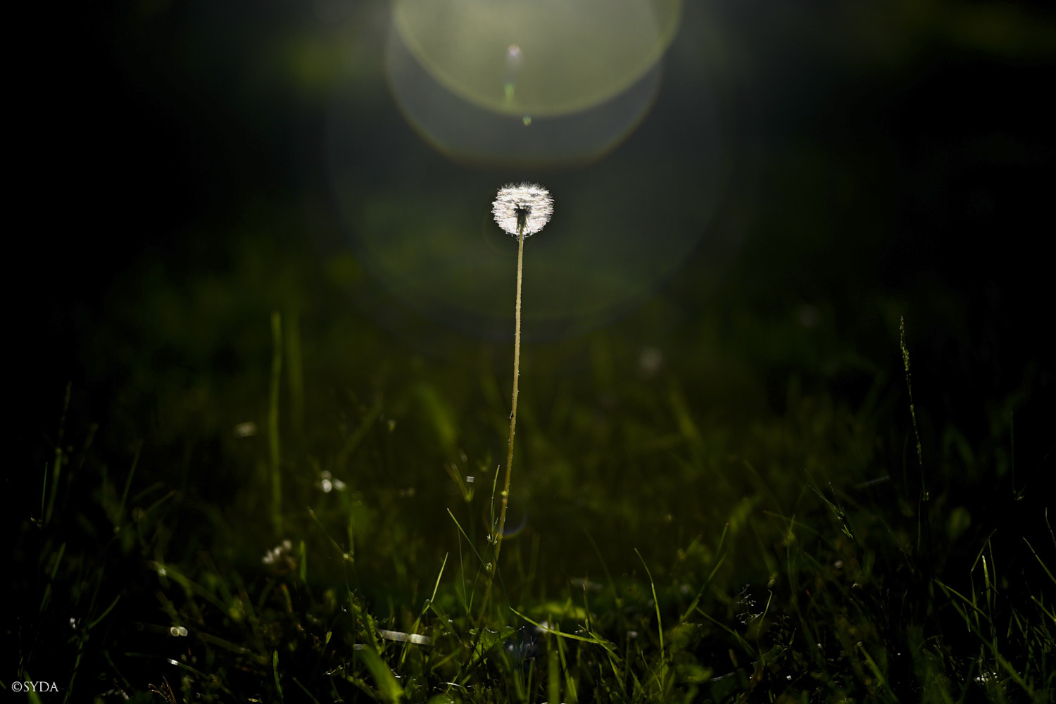 Nature Image