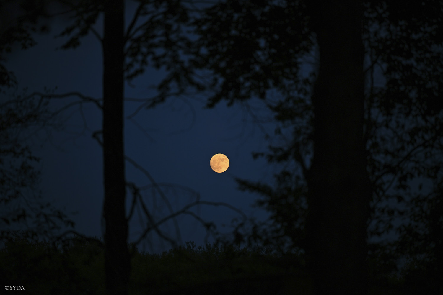 Nature Image