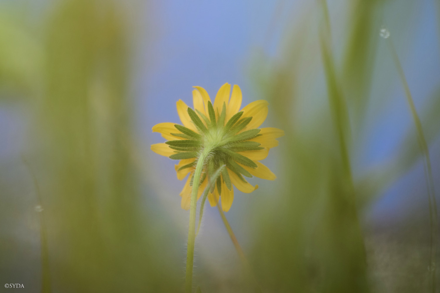 Nature Image