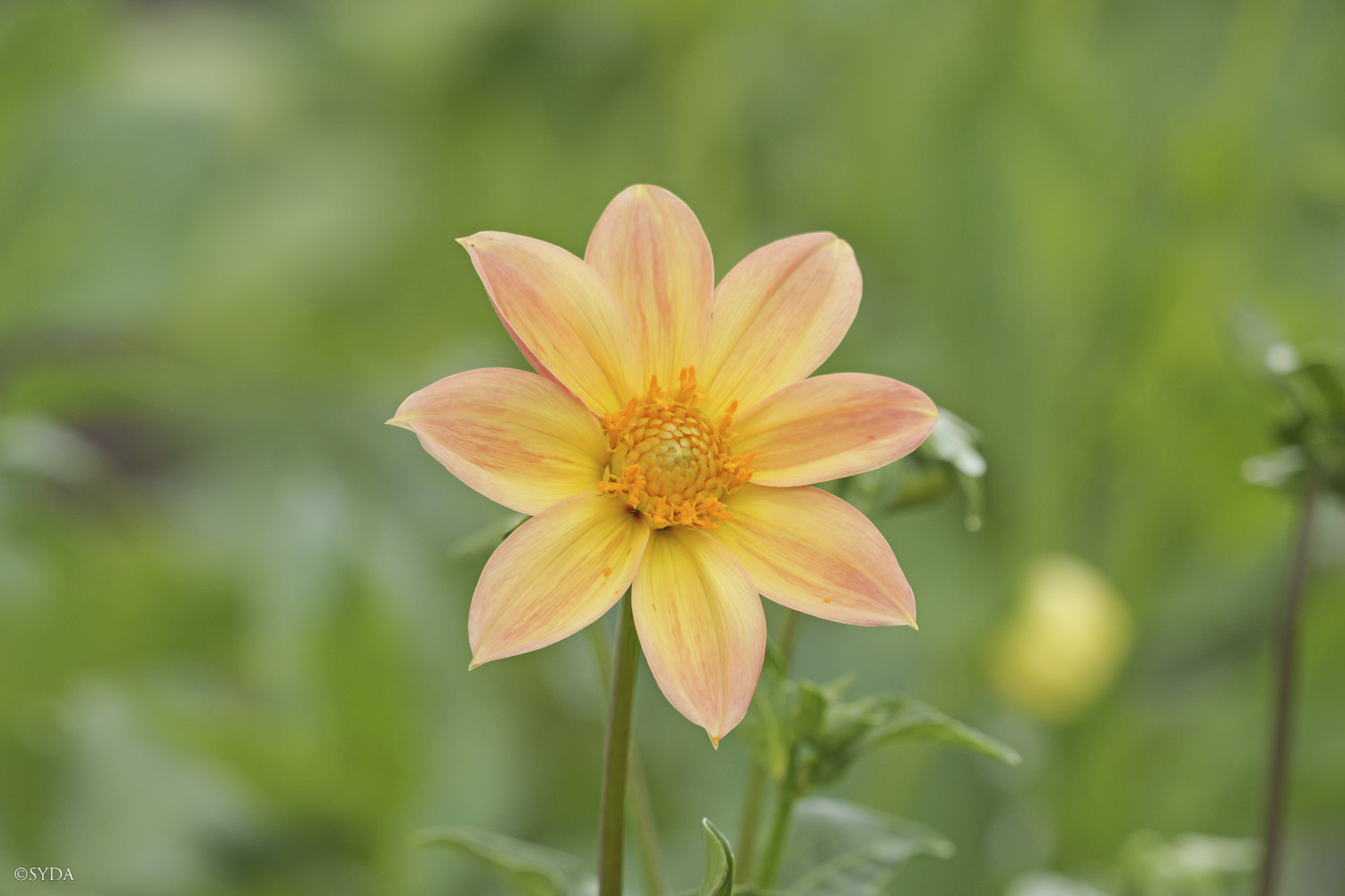 Nature Image