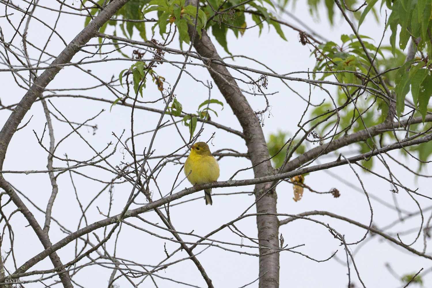 Nature Image