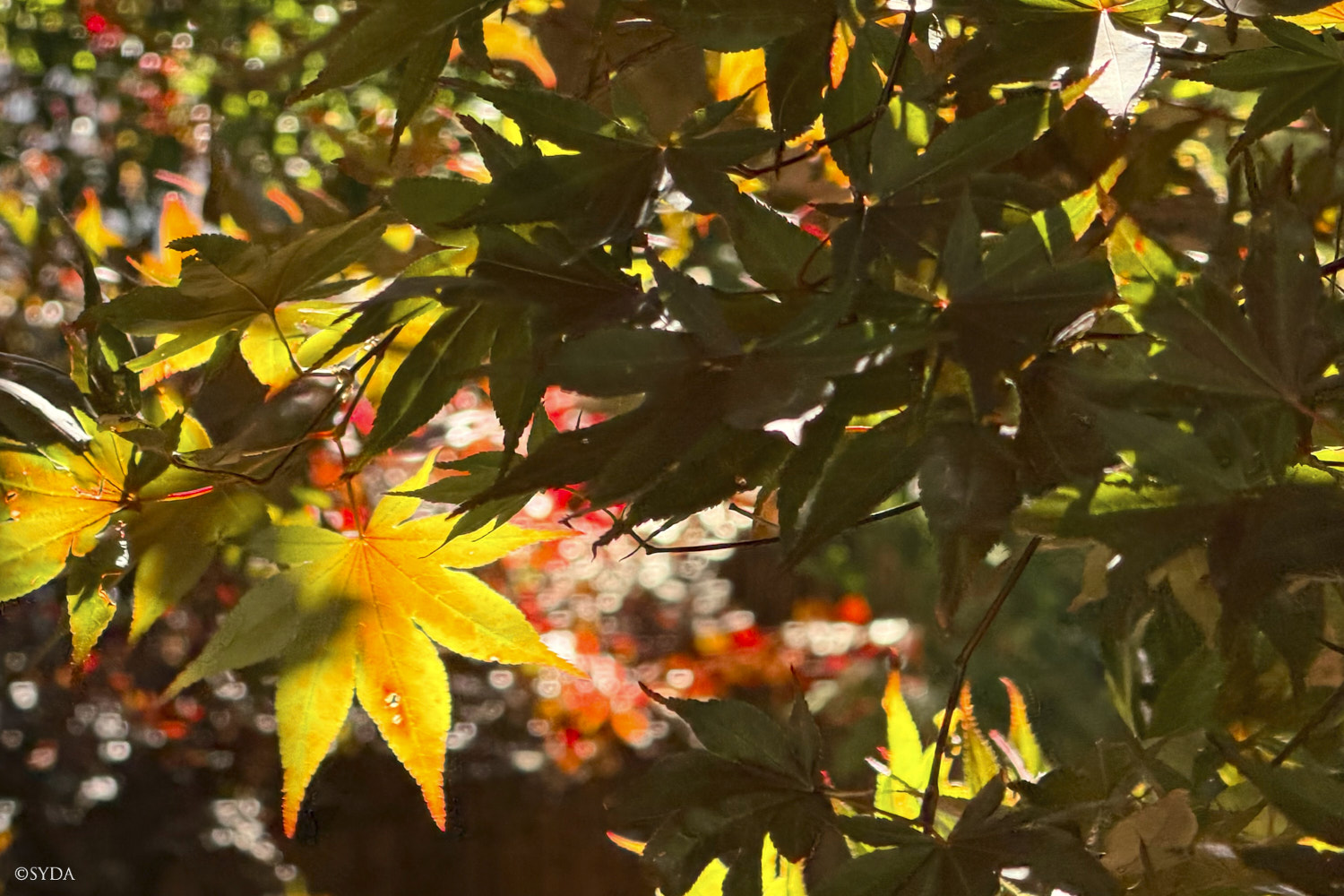 Nature Image